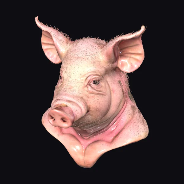 Pink Pig Head Portrait