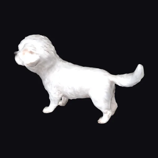 White Maltese Dog