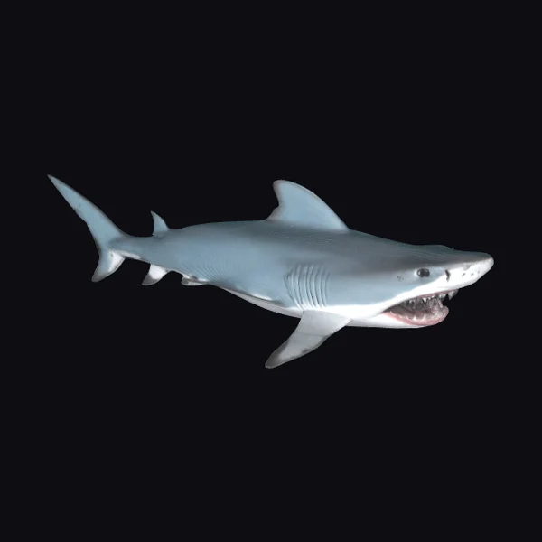 Angry Light Blue Shark