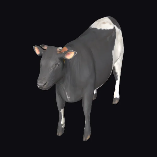 Black and White Cow