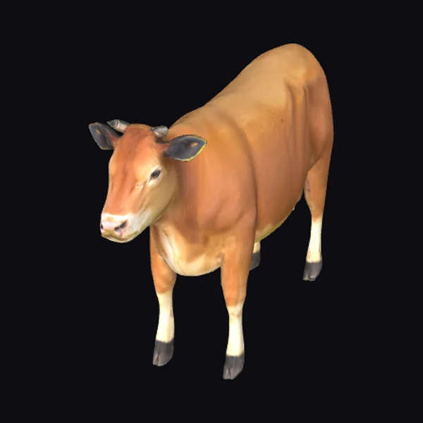 Brown Cow Standing