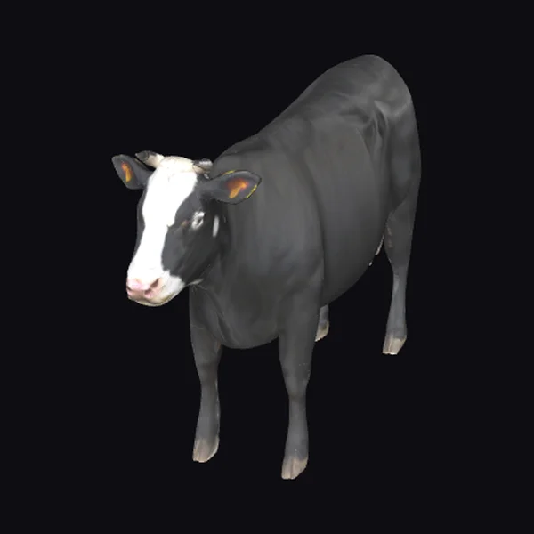 Black Cow with White Face