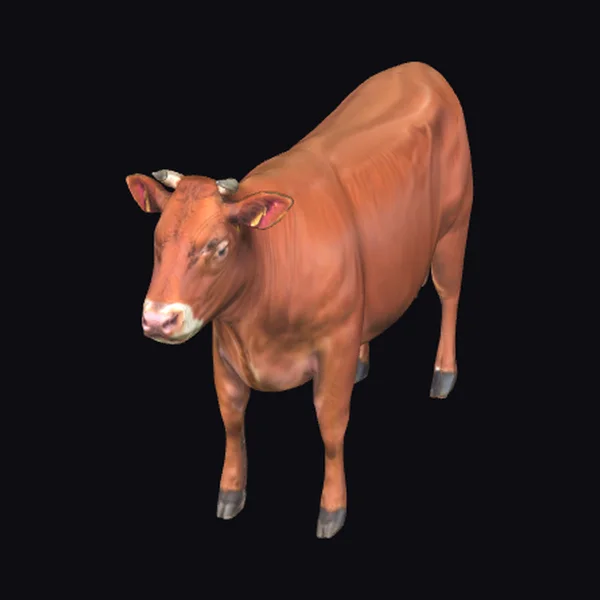 Brown Cow Standing