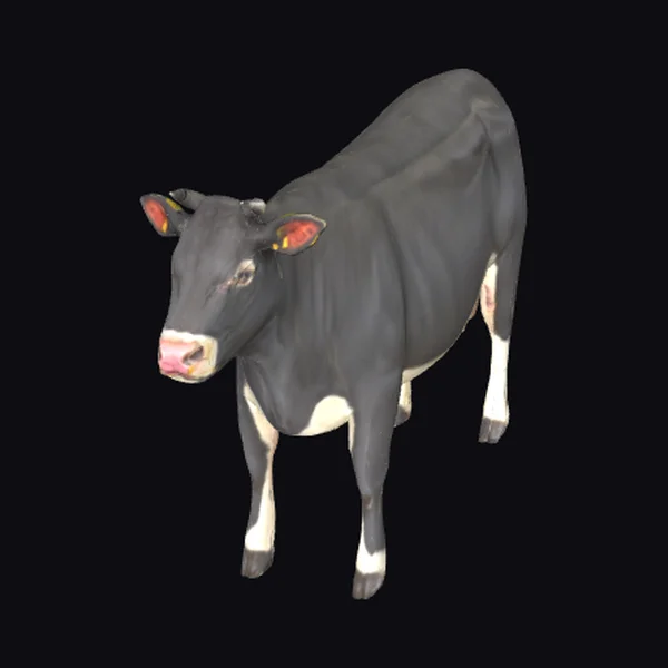 Black Cow with White Markings