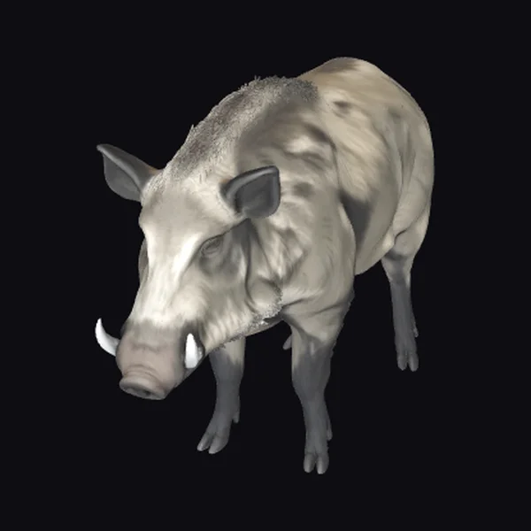 Wild Boar Illustration