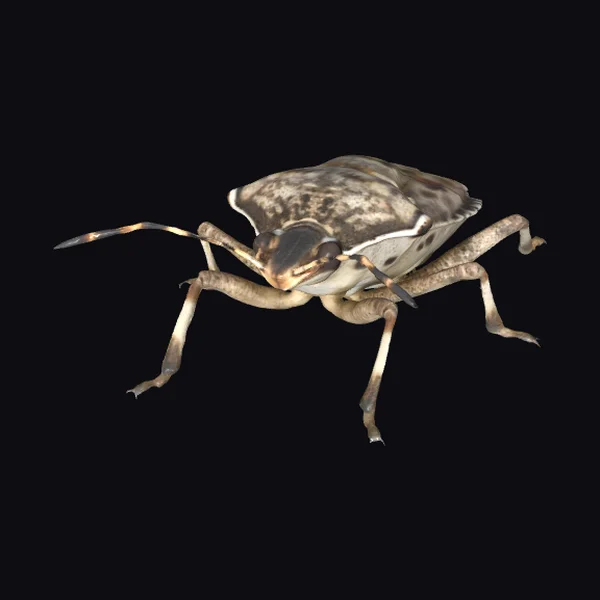 Brown Stink Bug Portrait