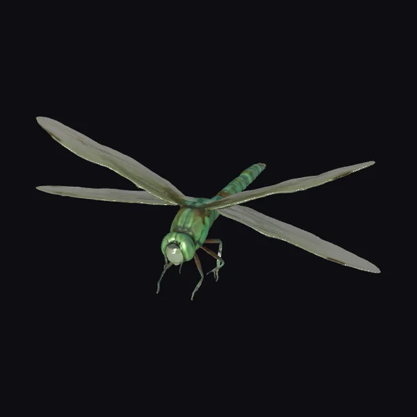 Emerald Dragonfly in Flight