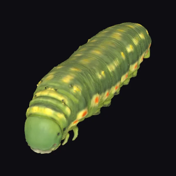 Green Caterpillar with Spots