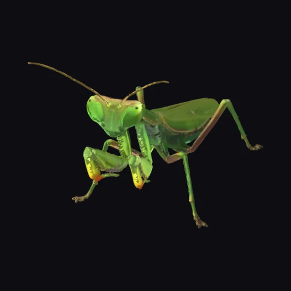 Green Praying Mantis