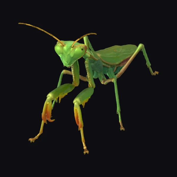 Green Praying Mantis