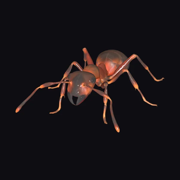 Red Ant Insect