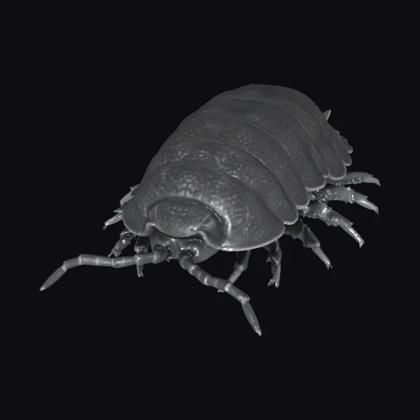 Gray Woodlouse Creature