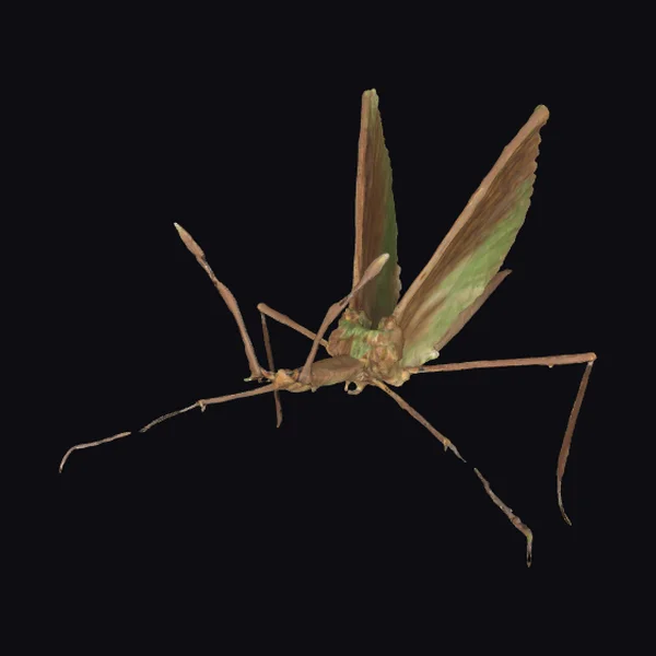 Brown Leaf Mimic Moth