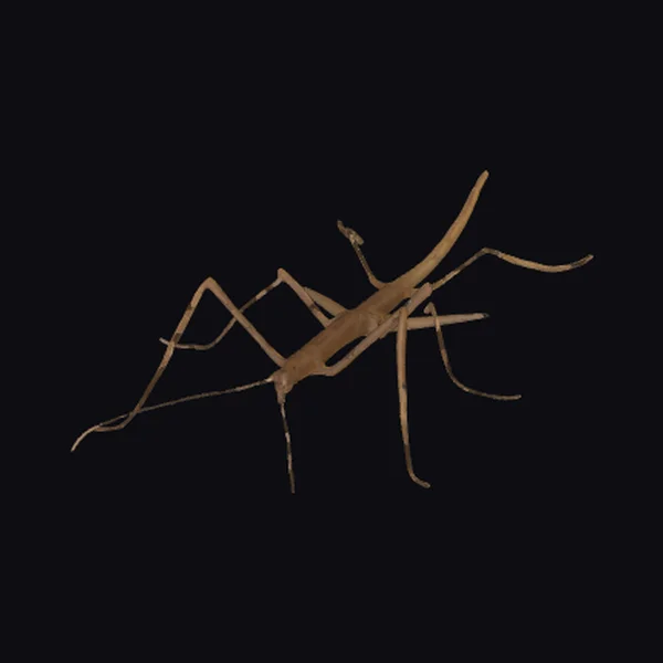 Brown Stick Insect