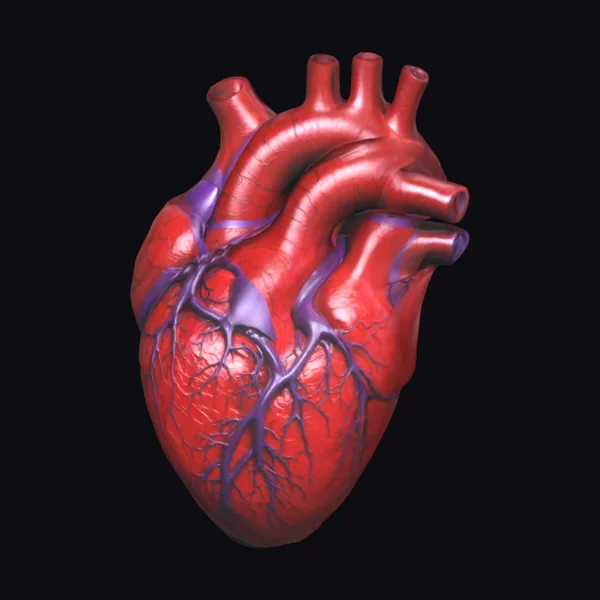 Anatomical Heart Model