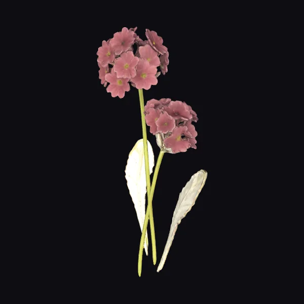 Pink Flowering Plant Stem