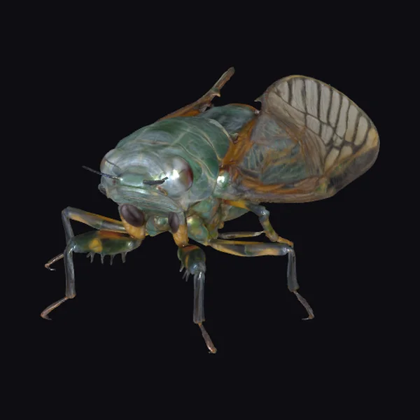 Cicada Insect Closeup