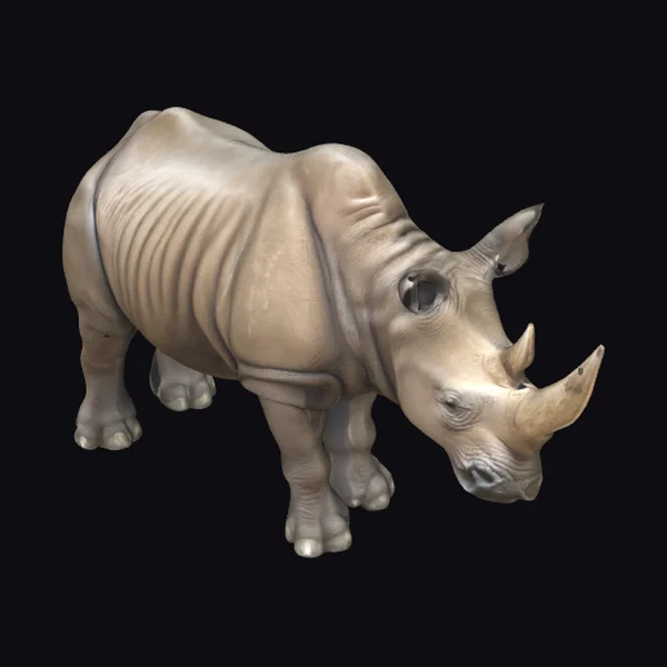 Adult Male Rhinoceros