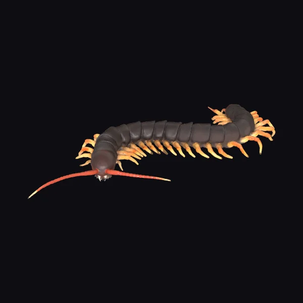 Curved Centipede with Orange Legs