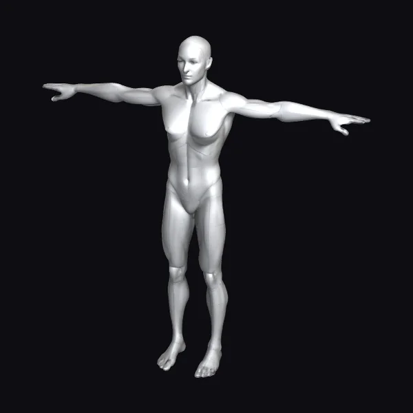Anatomical Male Mannequin