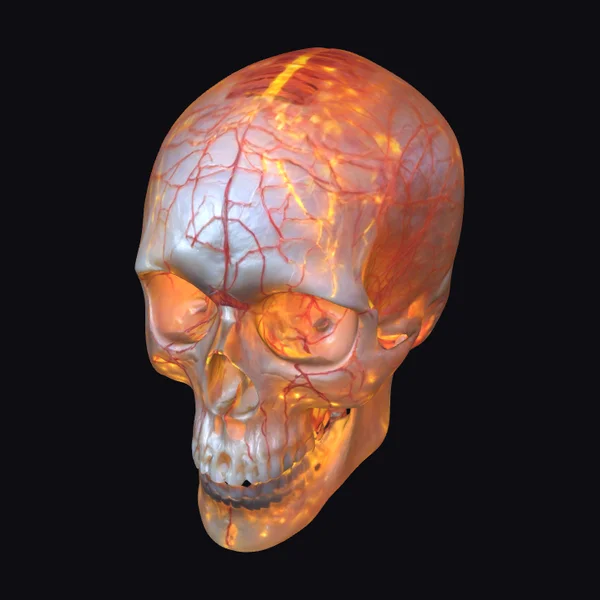 Translucent Skull with Veins