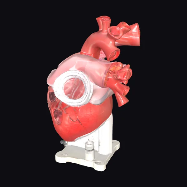 Anatomical Heart Model