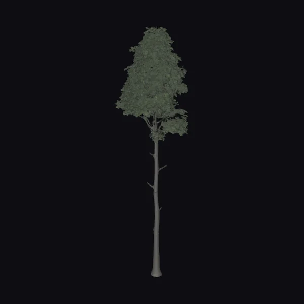 Tall Skinny Tree