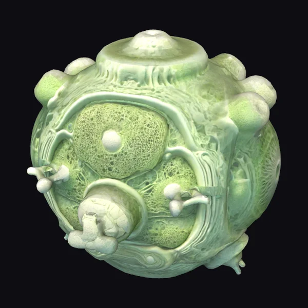 Biomechanical Espresso Spheroid