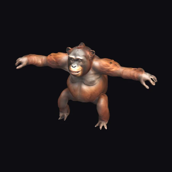 Orangutan Full Body