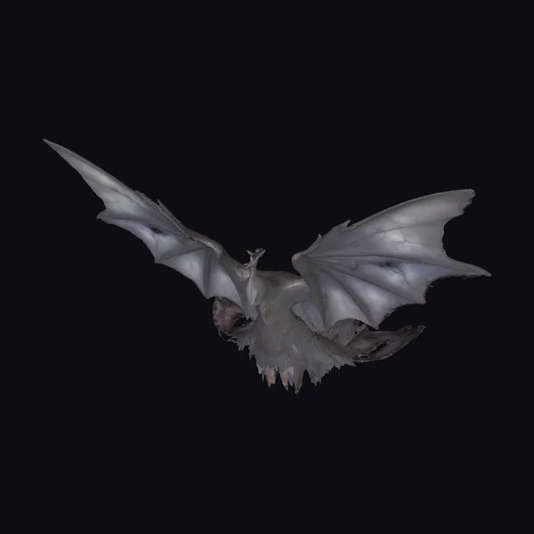 Dark Winged Flying Creature