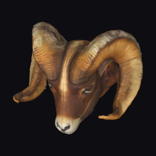 Majestic Ram Head