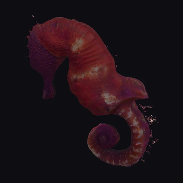 Majestic Red Seahorse