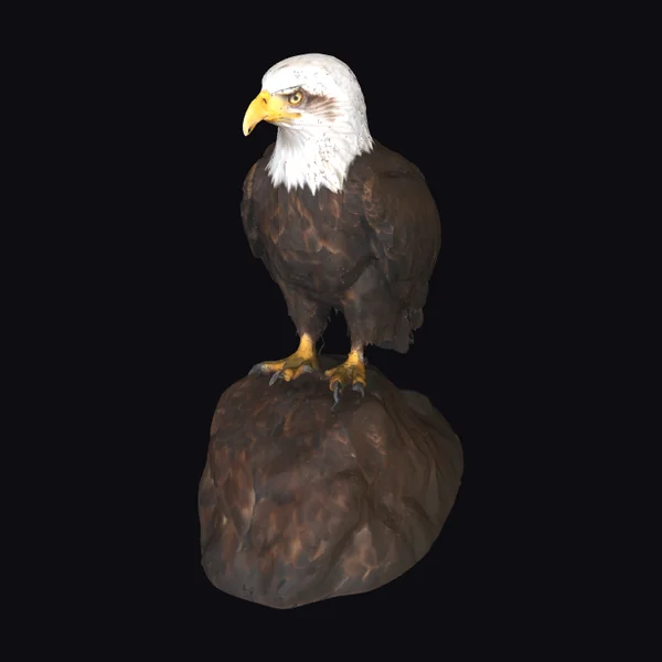 Bald Eagle on Rock