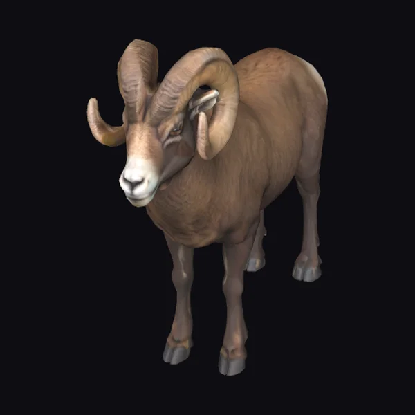 Majestic Mountain Ram