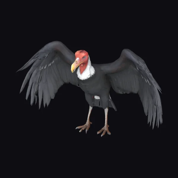 Andean Condor Spread Wings