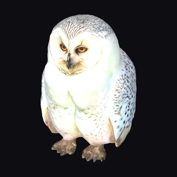 Majestic White Owl