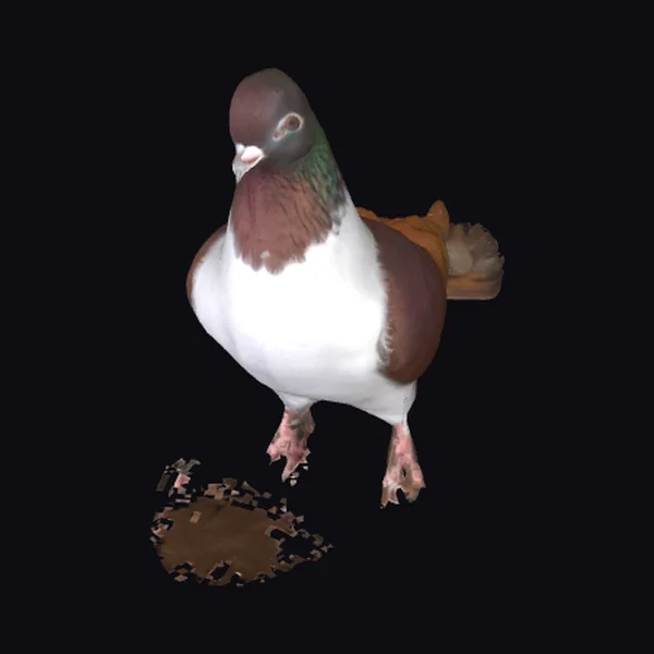 Brown White Pigeon Bird
