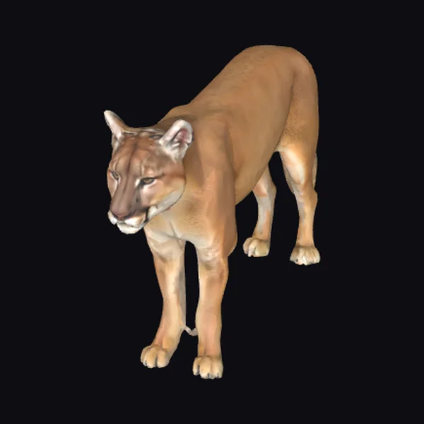 Mountain Lion Standing
