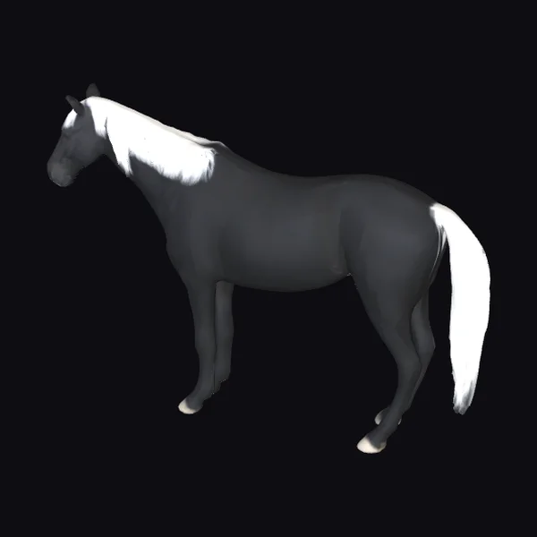 Black Horse with White Markings