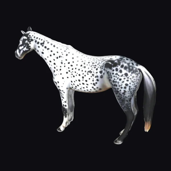 Spotted White Horse