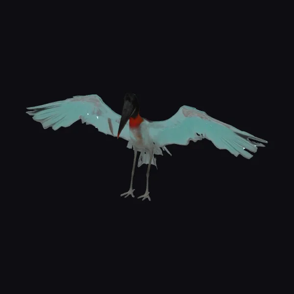 Stork in Flight Posture