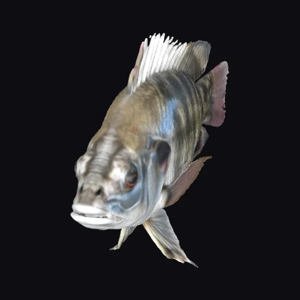 Large Striped Fish