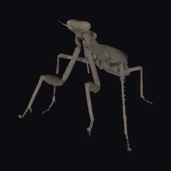 Giant Praying Mantis