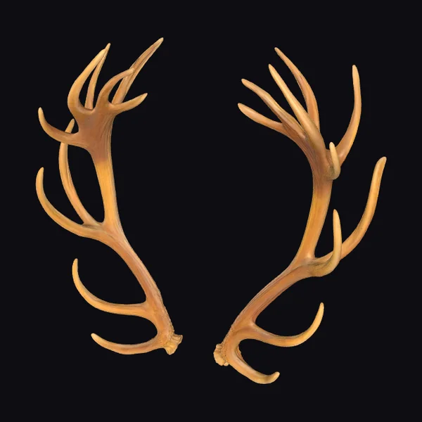 Eternal Antlers