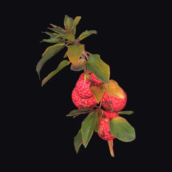 Arbutus Fruit Branch