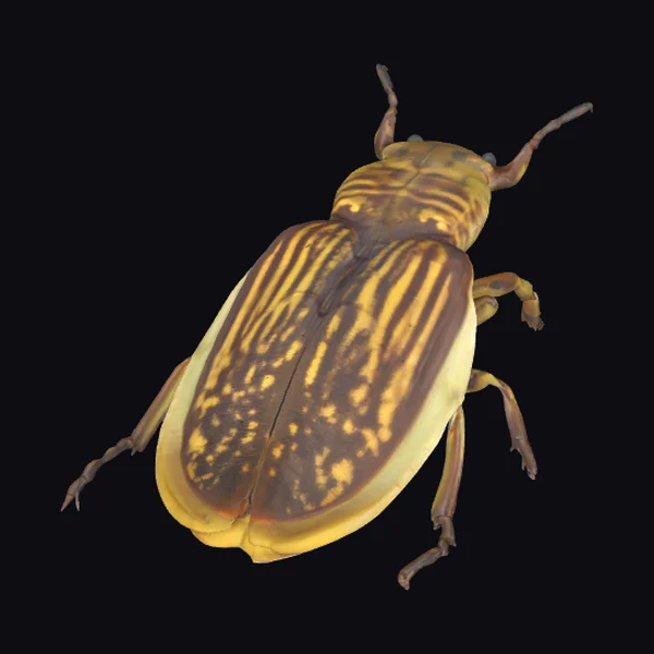 Golden Beetle Specimen