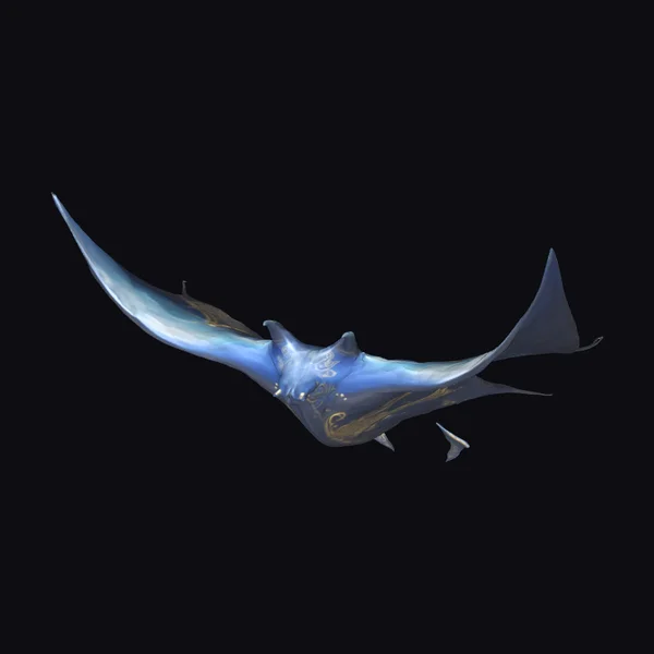 Giant Blue Manta Ray