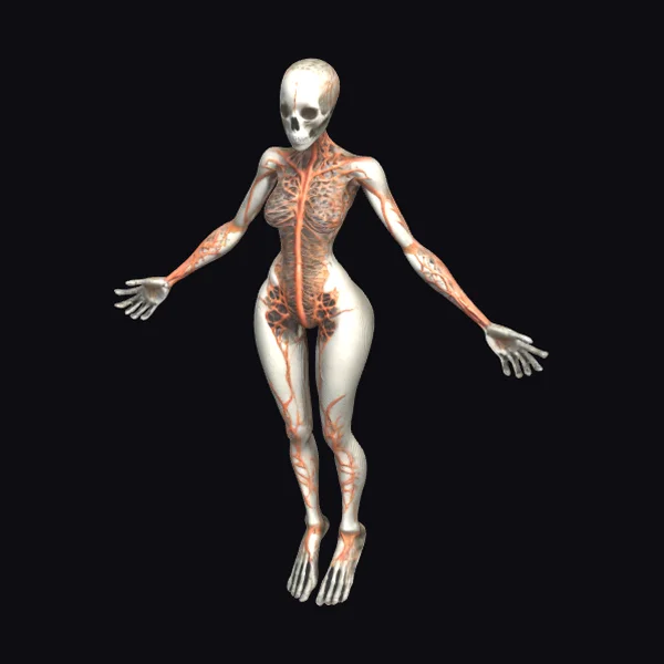 Anatomical Female Skeleton