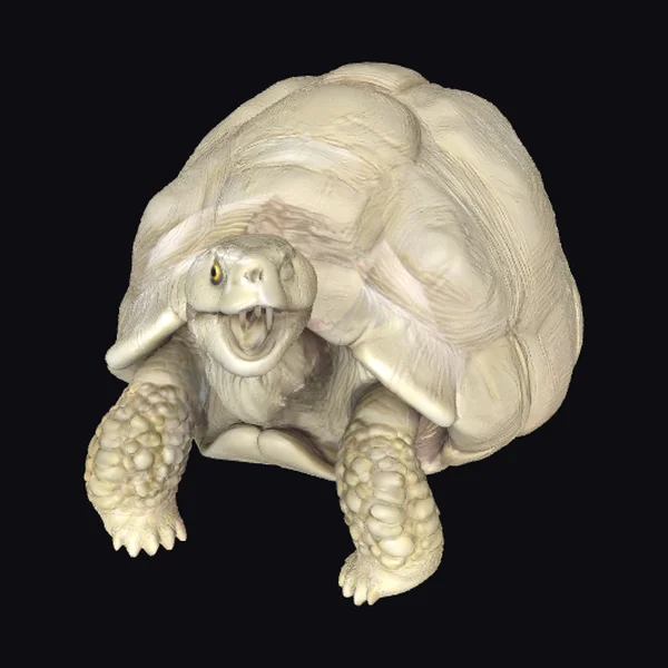 Angry Tortoise Creature