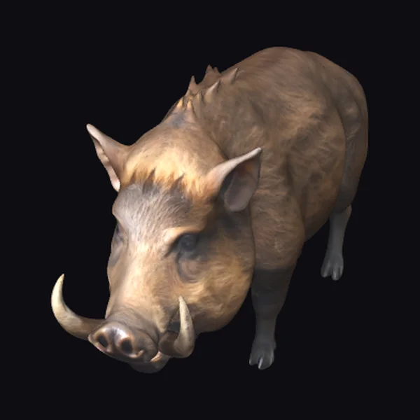 Wild Boar with Tusks